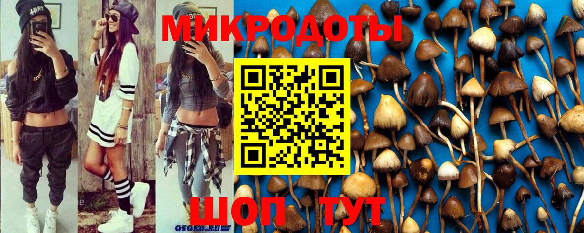 Псилоцибиновые грибы Psilocybe Топки
